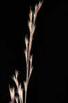 Wetand white bluestem